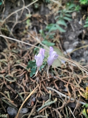 Linaria verticillata