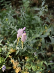 Linaria verticillata