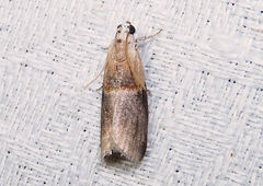 Acrobasis caryalbella