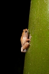 Anodonthyla boulengerii