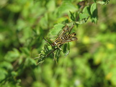 Chamaesphecia dumonti