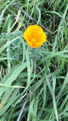 Eschscholzia californica maritima