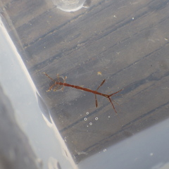 Caprella