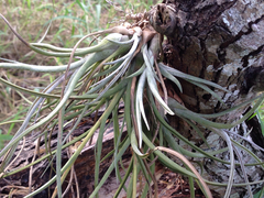 Tillandsia baileyi