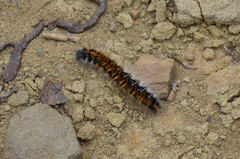 Malacosoma tigris