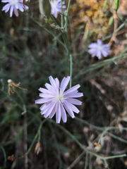 Lactuca tenerrima
