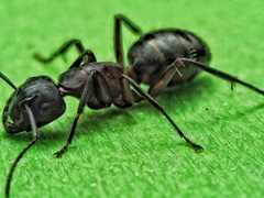 Camponotus ligniperda