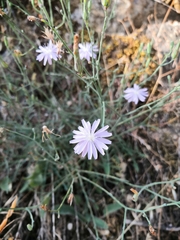 Lactuca tenerrima