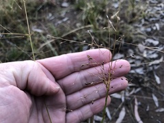 Panicum queenslandicum