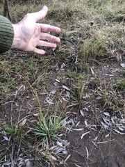 Panicum queenslandicum