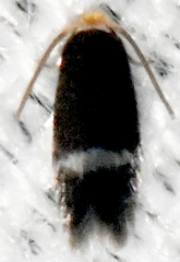 Stigmella myricafoliella