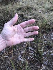 Panicum queenslandicum