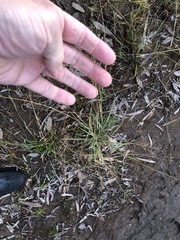 Panicum queenslandicum