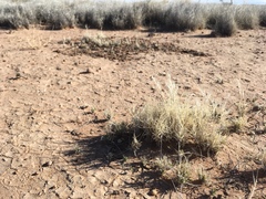 Scleropogon brevifolius