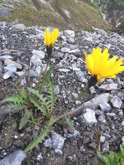 Leontodon hispidus pseudocrispus