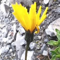 Leontodon hispidus pseudocrispus