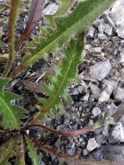 Leontodon hispidus pseudocrispus