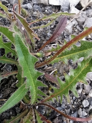 Leontodon hispidus pseudocrispus