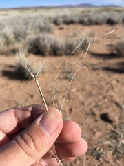 Bouteloua barbata barbata