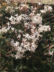 Jasminum polyanthum