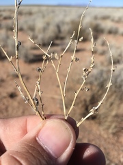 Atriplex elegans