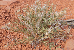Brickellia oblongifolia