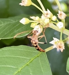 Strangalia luteicornis