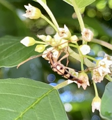 Strangalia luteicornis