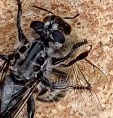 Andrenosomatini