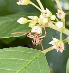 Strangalia luteicornis