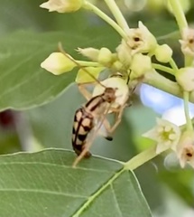 Strangalia luteicornis