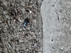 Carabus convexus