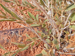 Brickellia oblongifolia