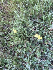Lomatium caruifolium