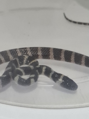 Oxyrhopus clathratus