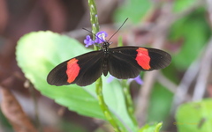 Heliconius melpomene