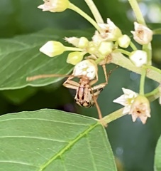 Strangalia luteicornis
