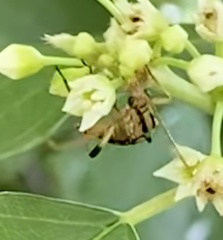 Strangalia luteicornis