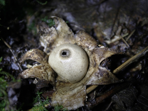 rounded earthstar