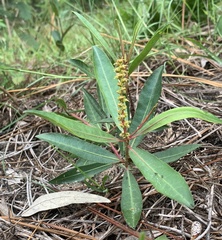 Stillingia sylvatica