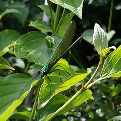 Calopteryx splendens
