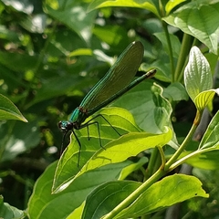 Calopteryx splendens