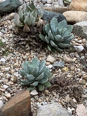 Agave potatorum
