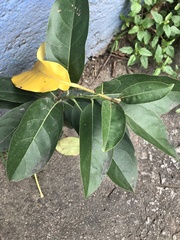 Solandra maxima