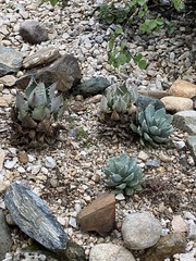 Agave potatorum