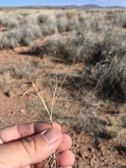 Muhlenbergia arenacea