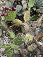 Opuntia pubescens