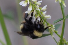 Bombus mckayi