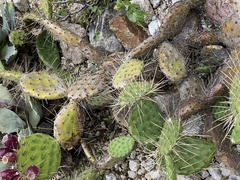 Opuntia pubescens