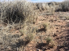 Muhlenbergia arenacea